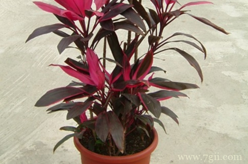 盆栽朱蕉怎么养护 盆栽朱蕉的养护方法(图)