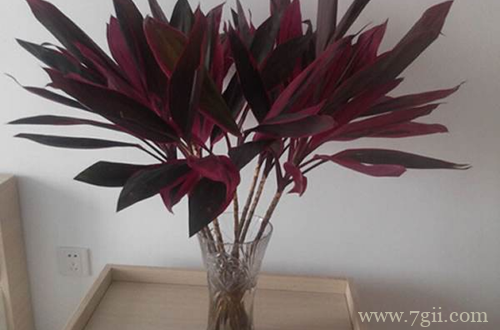 盆栽朱蕉怎么养护 盆栽朱蕉的养护方法(图)