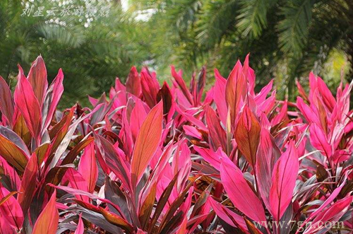 盆栽朱蕉怎么养护 盆栽朱蕉的养护方法(图)