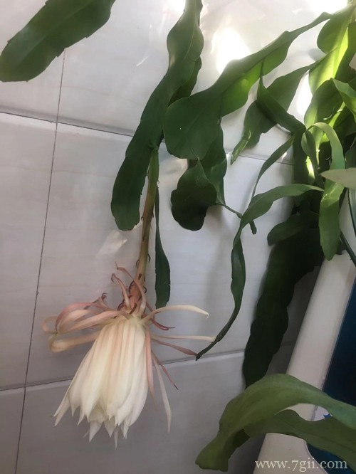 昙花冬天怎么养护 昙花怎么扦插(图)