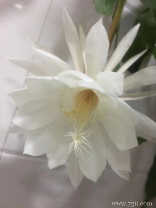 昙花冬天怎么养护 昙花怎么扦插(图)