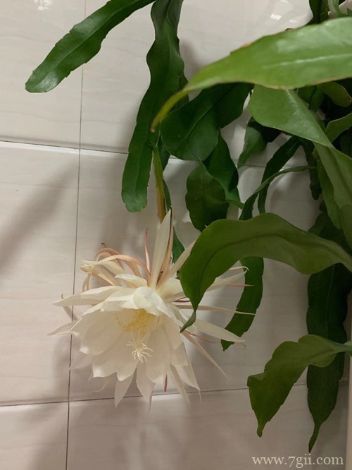 昙花冬天怎么养护 昙花怎么扦插(图)