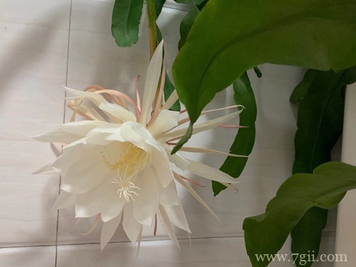 昙花冬天怎么养护 昙花怎么扦插(图)