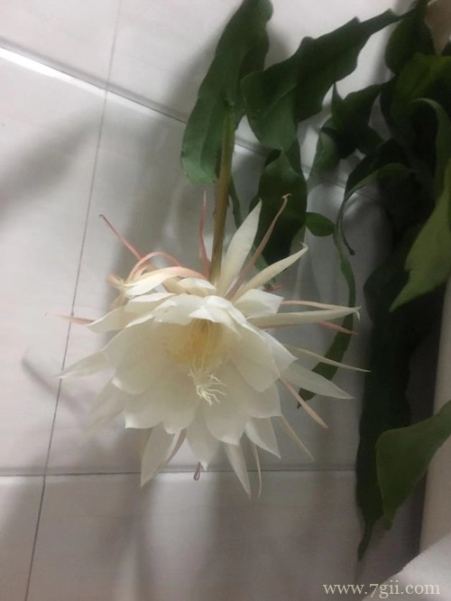 昙花冬天怎么养护 昙花怎么扦插(图)