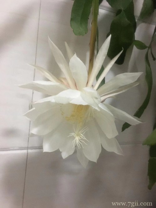 昙花冬天怎么养护 昙花怎么扦插(图)