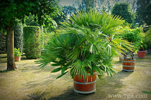 盆栽棕榈怎么养护 盆栽棕榈的养护方法有哪些(图)