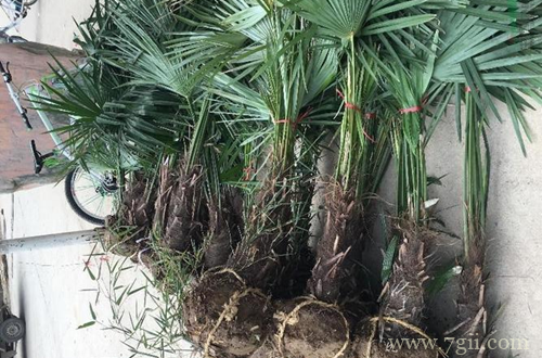 盆栽棕榈怎么养护 盆栽棕榈的养护方法有哪些(图)