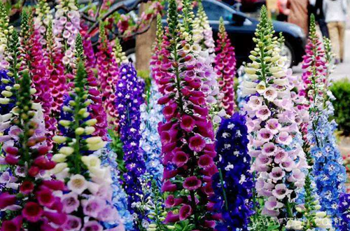 毛地黄、黄婵有毒吗，能在室内养护吗(图)