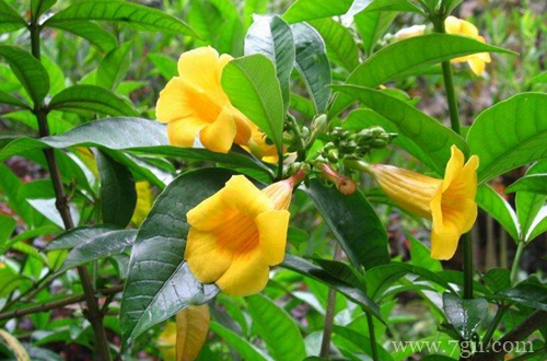 毛地黄、黄婵有毒吗，能在室内养护吗(图)