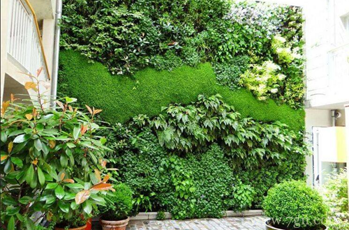 毛地黄、黄婵有毒吗，能在室内养护吗(图)