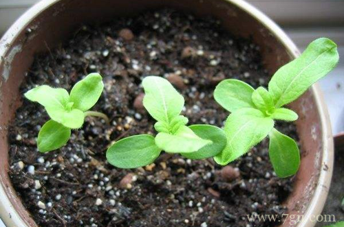 秋天花卉怎么养护 秋天怎么给花卉浇水(图)