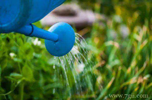 秋天花卉怎么养护 秋天怎么给花卉浇水(图)