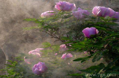 秋天花卉怎么养护 秋天怎么给花卉浇水(图)