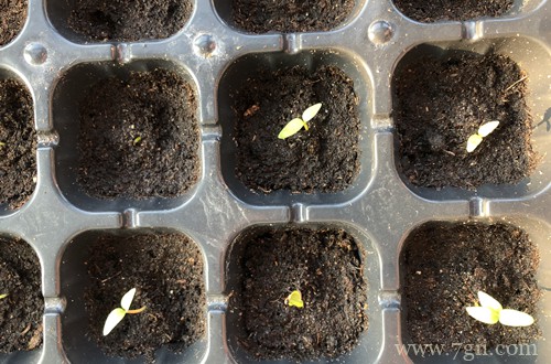 鸡冠花怎么养 鸡冠花怎么种植(图)