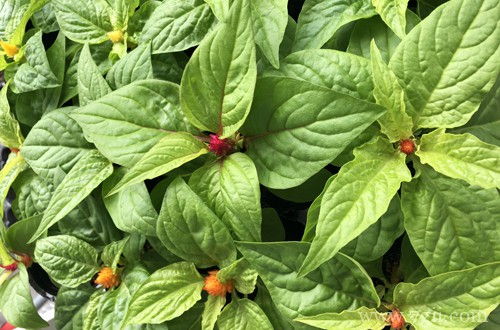 鸡冠花怎么养 鸡冠花怎么种植(图)