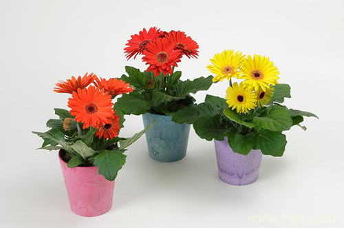 扶郎花怎么养护 扶郎花的养护有哪些(图)