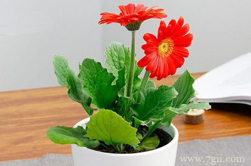 扶郎花怎么养护 扶郎花的养护有哪些(图)