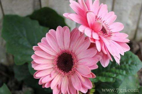 扶郎花怎么养护 扶郎花的养护有哪些(图)