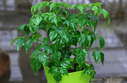 菜豆树怎么养 菜豆树的养殖方法有哪些(图)