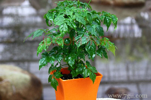 菜豆树怎么养 菜豆树的养殖方法有哪些(图)