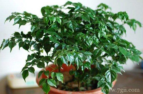 菜豆树怎么养 菜豆树的养殖方法有哪些(图)