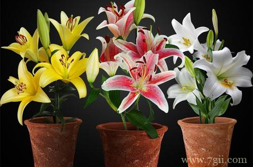 麝香百合的花期怎么调控 麝香百合怎么养(图)