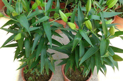 麝香百合的花期怎么调控 麝香百合怎么养(图)