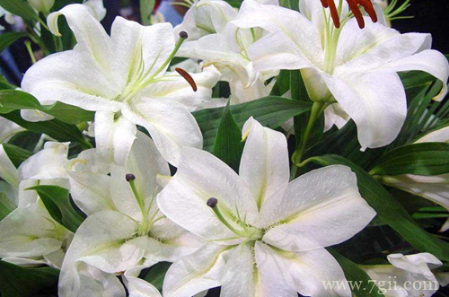 麝香百合的花期怎么调控 麝香百合怎么养(图)