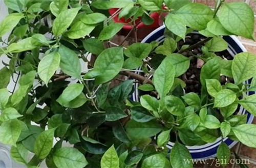 三角梅要怎么控水 三角梅要何时控水(图)