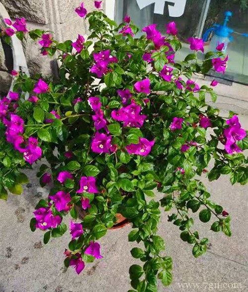 三角梅要怎么控水 三角梅要何时控水(图)