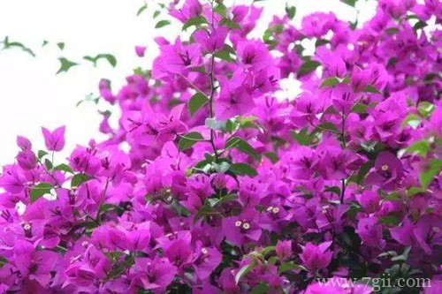 三角梅要怎么控水 三角梅要何时控水(图)