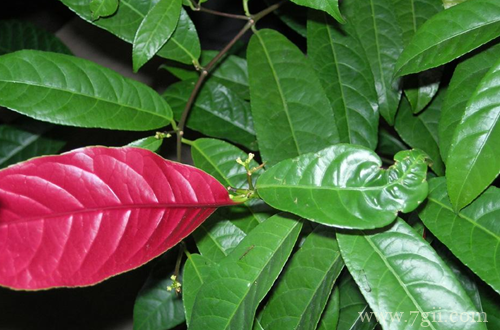 红背桂怎么养护 红背桂的养护方法有哪些(图)