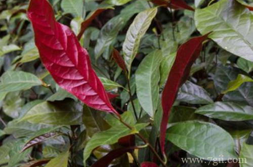 红背桂怎么养护 红背桂的养护方法有哪些(图)