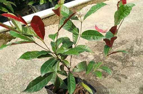 红背桂怎么养护 红背桂的养护方法有哪些(图)