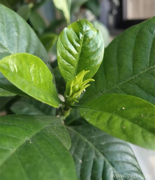 栀子花为什么要休眠 植物为什么要春化(图)