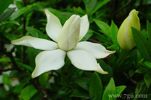 栀子花为什么要休眠 植物为什么要春化(图)