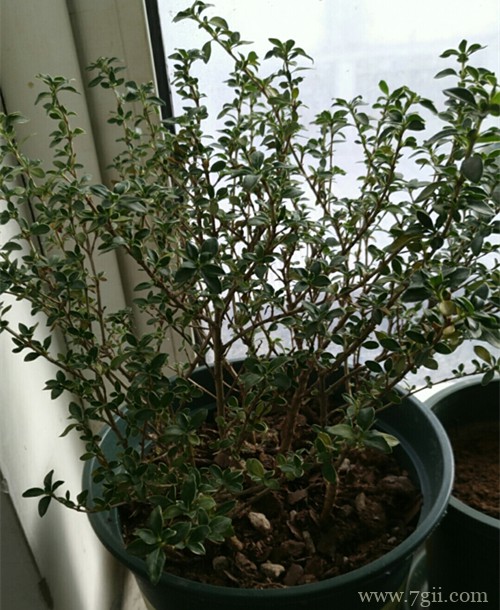 盆栽六月雪冬天怎么养(图)