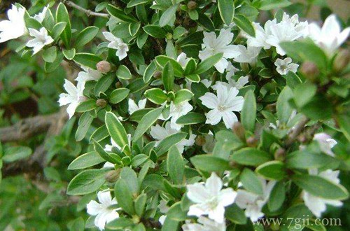 盆栽六月雪冬天怎么养(图)