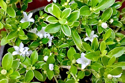 盆栽六月雪冬天怎么养(图)