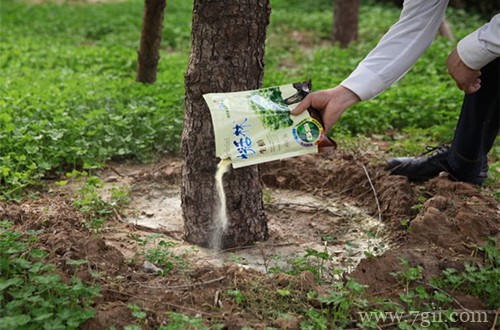 生根粉要怎么用才能效果好呢(图)