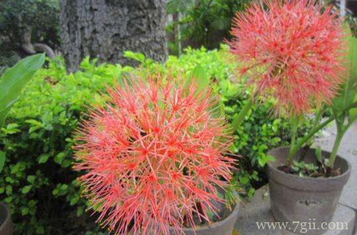 网球花遭受蛞蝓和线虫侵害如何处理