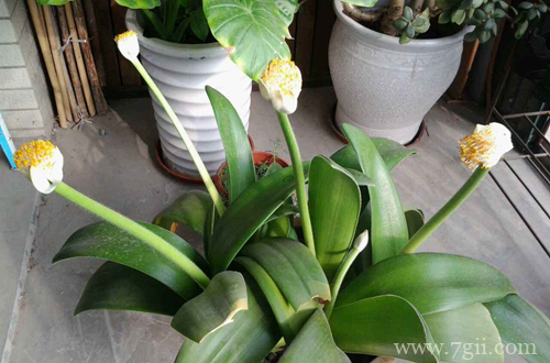 网球花遭受蛞蝓和线虫侵害如何处理