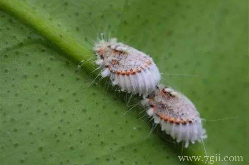 冬天花卉要怎么养护 冬天花卉有哪些养护要点(图)