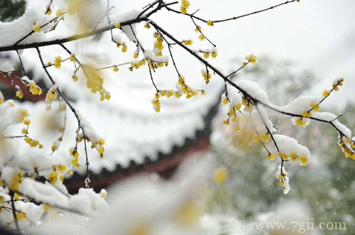 冬天花卉要怎么养护 冬天花卉有哪些养护要点(图)