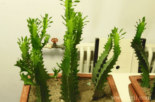 巴西龙骨冬天怎么养护 巴西龙骨养护要注意哪些事项