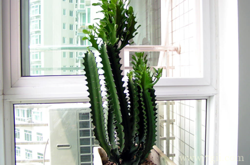 巴西龙骨冬天怎么养护 巴西龙骨养护要注意哪些事项