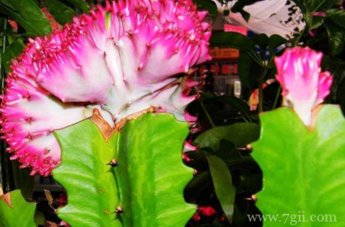 巴西龙骨冬天怎么养护 巴西龙骨养护要注意哪些事项