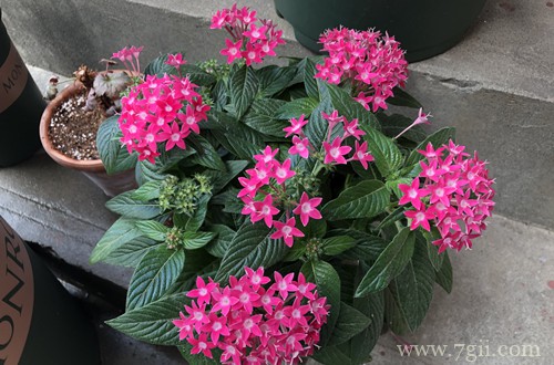 五星花怎么养护 五星花养护方法有哪些(图)