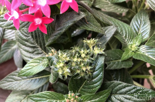 五星花怎么养护 五星花养护方法有哪些(图)