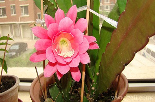 令箭荷花如何剪才能开花(图)